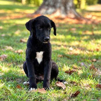 Knox -  Labrador Retriever and Golden Retriever Dog for Adoption in Lucedale, Mississippi - Knox | PetCurious