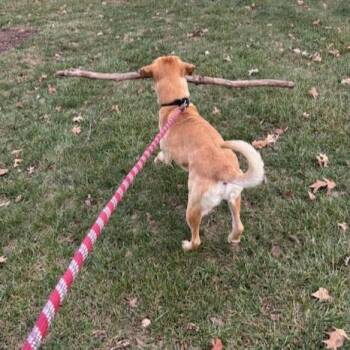 Labrador Retriever Dogs Available for Adoption in Columbia, Illinois - Gunner | PetCurious