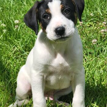 Mixed Breed Dogs Available for Adoption in Marion, Mississippi - Moe | PetCurious