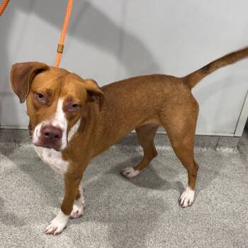 Rescue Treeing Walker Coonhound and Mixed Breed Dogs for Adoption in Tampa, Florida - Hennessy | PetCurious