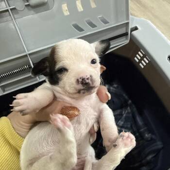 Terrier Dogs Available for Adoption - Iris | PetCurious