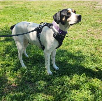 Treeing Walker Coonhound Dogs Available for Adoption - Lexi | PetCurious