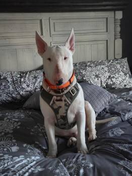 Bocephus -  Bull Terrier Dog for Adoption in Shiloh, Illinois - Bocephus | PetCurious