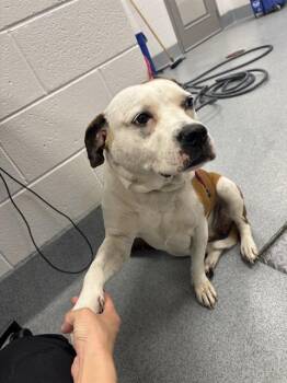 PHEOBE -  Boxer and Pit Bull Terrier Dog for Adoption in Indianapolis, Indiana - PHEOBE | PetCurious