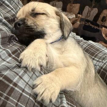 Mixed Breed Dogs Available for Adoption - Guppy | PetCurious