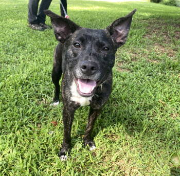 Rescue Pit Bull Terrier Dogs for Adoption - Astro | PetCurious