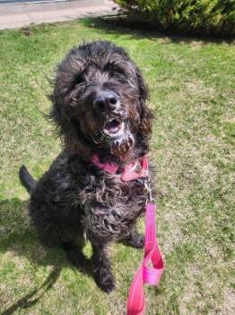 Mixed Breed Dogs Available for Adoption in Montreal, Quebec - Mio | PetCurious