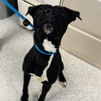 Bosco -  Labrador Retriever Dog for Adoption in Des Moines, Iowa - Bosco | PetCurious