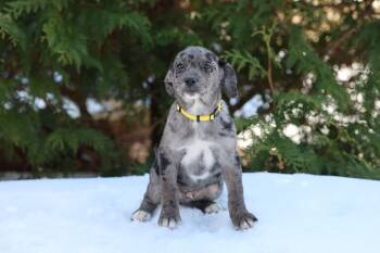 Terrier Dogs Available for Adoption - Orlando (Cora