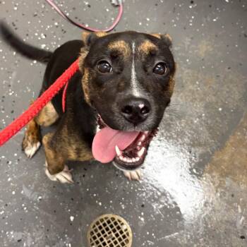 Layla -  Mixed Breed Dog for Adoption in Columbiana, Alabama - Layla | PetCurious
