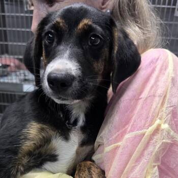 Jojo -  Catahoula Leopard Dog and Hound Dog for Adoption in Wappingers Falls, New York - Jojo | PetCurious