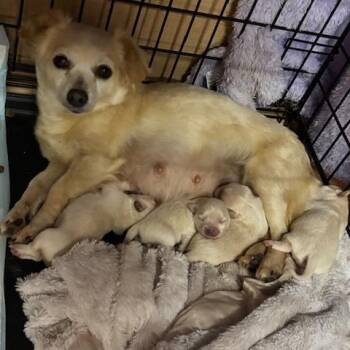 Terrier and Mixed Breed Dogs Available for Adoption in Madison, Wisconsin - Butterfly | PetCurious