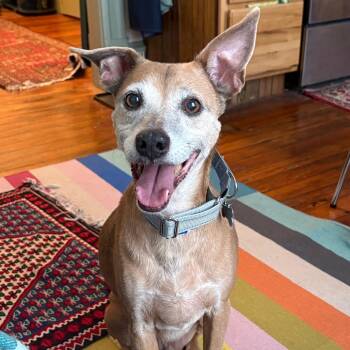 Whippet Dogs Available for Adoption - Roger | PetCurious