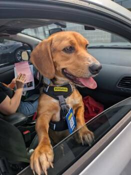 Marlene -  Mixed Breed Dog for Adoption in Atlanta, Georgia - Marlene | PetCurious