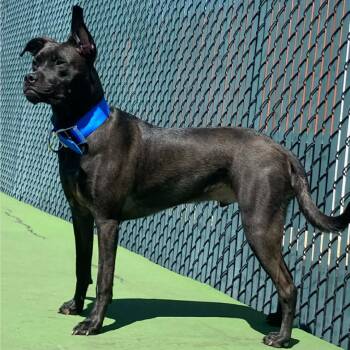 River - Home to Home -  Black Labrador Retriever Dog for Adoption in South Elgin, Illinois - River - Home To Home | PetCurious