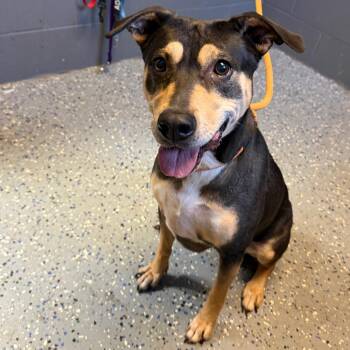 Malia -  Shepherd and Mixed Breed Dog for Adoption in Tuscaloosa, Alabama - Malia | PetCurious