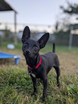 Chili the Chi -  Chihuahua Dog for Adoption in Cuyahoga Falls, Ohio - Chili The Chi | PetCurious