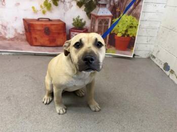 Pit Bull Terrier Dogs Available for Adoption in San Bernardino, California - WINSTON | PetCurious
