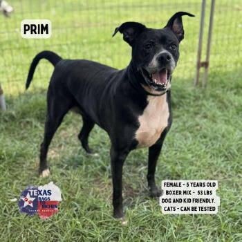 Rescue Boxer Dogs for Adoption in Anahuac, Texas - Prim | PetCurious