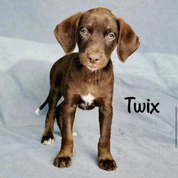 Twix -  Chocolate Labrador Retriever Dog for Adoption in Grand Junction, Colorado - Twix | PetCurious