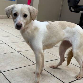 Golden Retriever Dogs Available for Adoption - Sugar | PetCurious