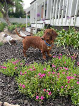 Dachshund Dogs Available for Adoption in Richmond, Kentucky - Buster | PetCurious