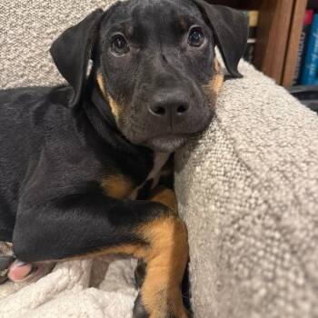 Mixed Breed Dogs Available for Adoption in East Peoria, Illinois - Mabel | PetCurious