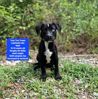 Tony Two Treats -  Labrador Retriever and Staffordshire Bull Terrier Dog for Adoption in Oviedo, Florida - Tony Two Treats | PetCurious
