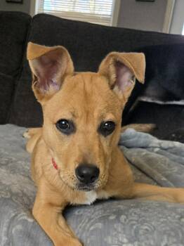 Mixed Breed Dogs Available for Adoption in Holbrook, New York - MARTHA | PetCurious