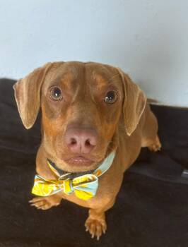 Otto -  Dachshund Dog for Adoption in New York, New York - Otto | PetCurious
