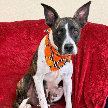 YOLANDA -  Collie and Mixed Breed Dog for Adoption in Brock, Texas - YOLANDA | PetCurious