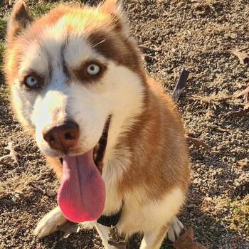 Husky Dogs Available for Adoption - Henley (JA26-05) | PetCurious
