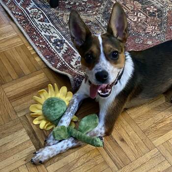 Tinker -  Cattle Dog and Mixed Breed Dog for Adoption in Detroit, Michigan - Tinker | PetCurious