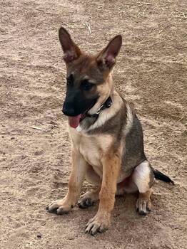 PETE -  German Shepherd Dog Dog for Adoption in Palm Desert, California - PETE | PetCurious