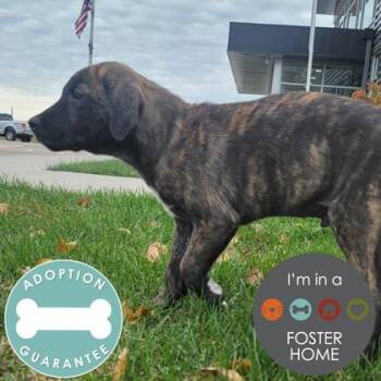 Rescue Mixed Breed Dogs for Adoption in Janesville, Wisconsin - Pugsley | PetCurious