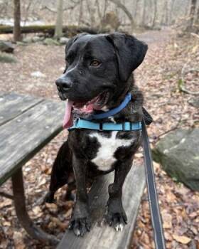 Boxer and Mixed Breed Dogs Available for Adoption - Ravioli | PetCurious
