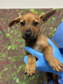 Terrier and Mixed Breed Dogs Available for Adoption in San Antonio, Texas - Robin | PetCurious
