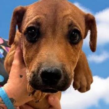 Pudgy -  Shar Pei and Mixed Breed Dog for Adoption in Fort Collins, Colorado - Pudgy | PetCurious