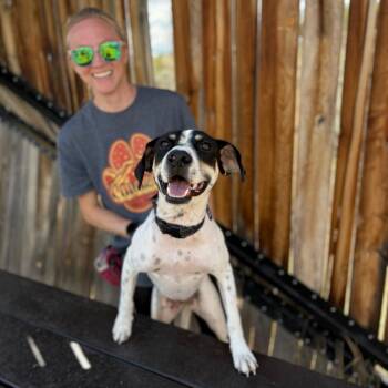 Breezy -  Mixed Breed Dog for Adoption in Glenwood Springs, Colorado - Breezy | PetCurious