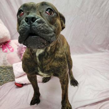 English Bulldog and Pit Bull Terrier Dogs Available for Adoption - Gracie | PetCurious
