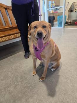 Lucy -  Labrador Retriever and Mixed Breed Dog for Adoption in Bossier City, Louisiana - Lucy | PetCurious