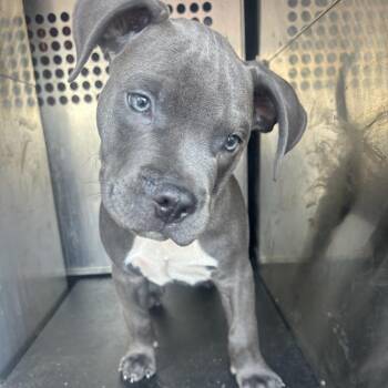 Buck -  Pit Bull Terrier Dog for Adoption in Birmingham, Alabama - Buck | PetCurious