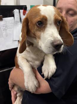 Myles -  Basset Hound Dog for Adoption in Ashland, Virginia - Myles | PetCurious