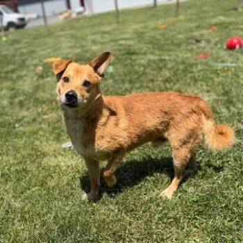 Buckley -  Cardigan Welsh Corgi and Mixed Breed Dog Available for Adoption in Fairfax Station, Virginia - Buckley | PetCurious
