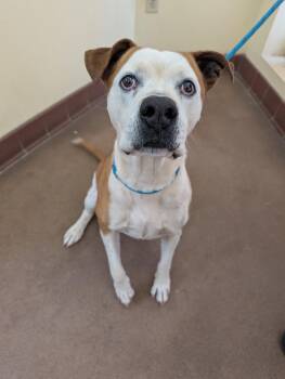 American Bulldog Dogs Available for Adoption - Foxworth | PetCurious