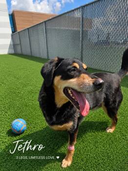 Jethro -  Hound Dog for Adoption in Manhattan, Illinois - Jethro | PetCurious