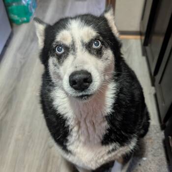 Rescue Husky Dogs for Adoption in Oklahoma City, Oklahoma - Maggie C-34402 | PetCurious