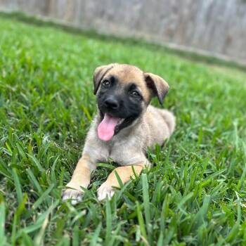 Shepherd Dogs Available for Adoption in Alvin, Texas - Caldwell | PetCurious