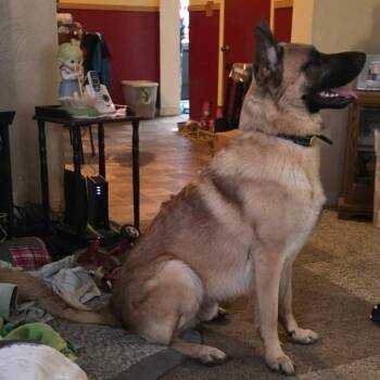 German Shepherd Dog Dogs Available for Adoption in Ypsilanti, Michigan - Shawn | PetCurious
