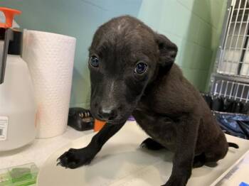AVERY -  Labrador Retriever and Mixed Breed Dog for Adoption in Grand Prairie, Texas - AVERY | PetCurious